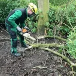 tree pruning in honolulu